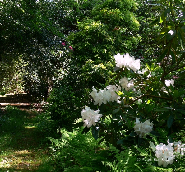 Bois des Moutiers (315) Mai 2012